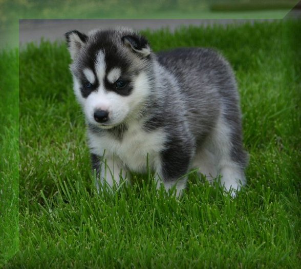 Huskies - 