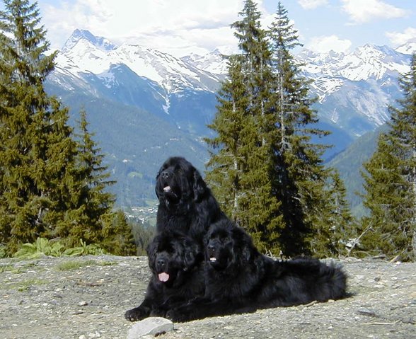 Newfies - 