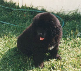 Newfies - 