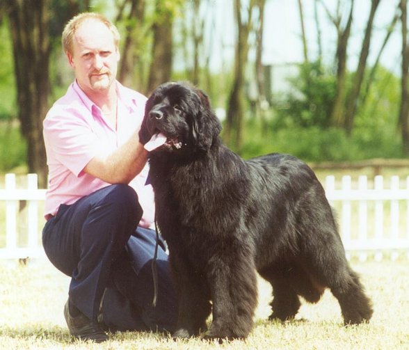 Newfies - 