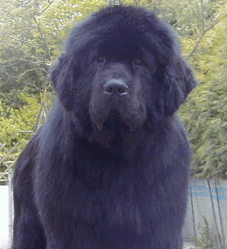 Newfies - 