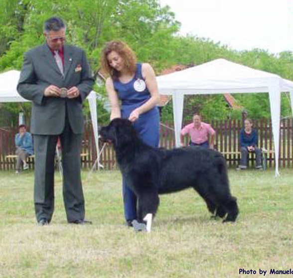 Newfies - 