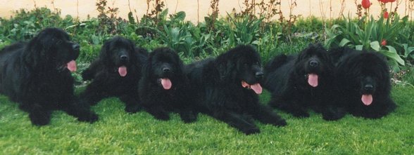 Newfies - 