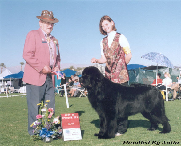 Newfies - 