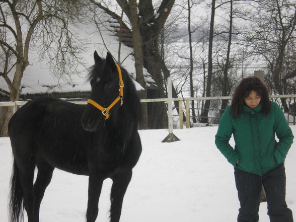 Reiten & Pferde - 