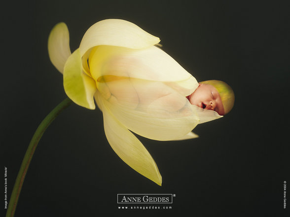 Anne Geddes - 