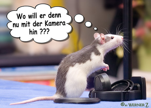 Voi Liabe Ratten!!!!!!! - 