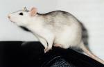 Voi Liabe Ratten!!!!!!! - 