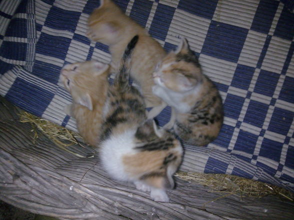 Minka und die 5 Katzenbabys.....  - 