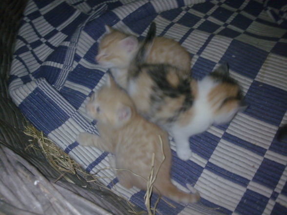 Minka und die 5 Katzenbabys.....  - 