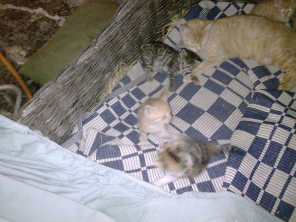 Minka und die 5 Katzenbabys.....  - 