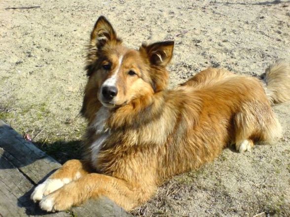 Hunde sind die besseren Männer - 