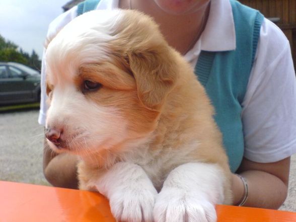 Hunde sind die besseren Männer - 