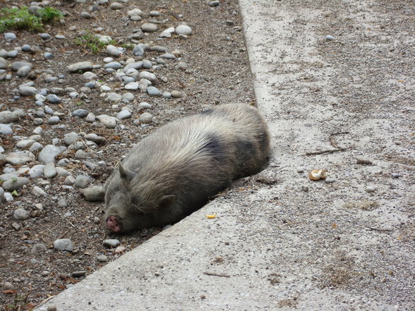 TiErPaRk HaAg - 