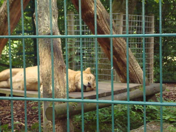 TiErPaRk HaAg - 