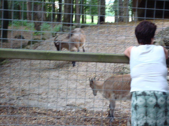 TiErPaRk HaAg - 