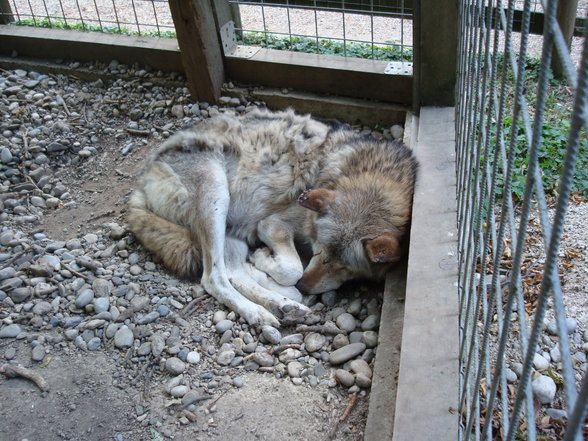 TiErPaRk HaAg - 