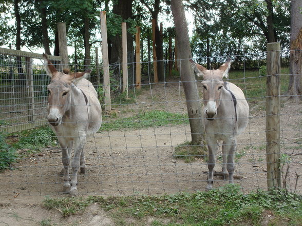 TiErPaRk HaAg - 