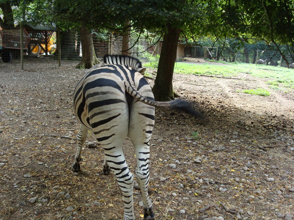 TiErPaRk HaAg - 