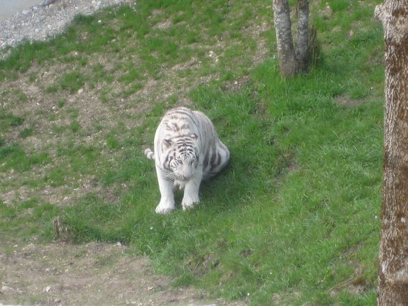 *'WeIsSeR tIgEr** - 