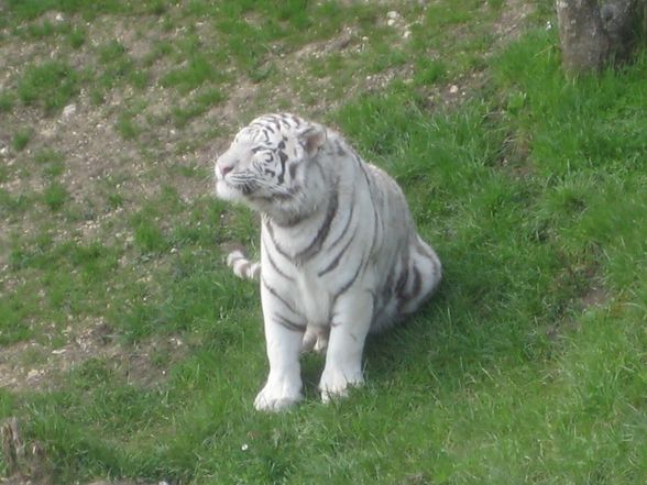 *'WeIsSeR tIgEr** - 