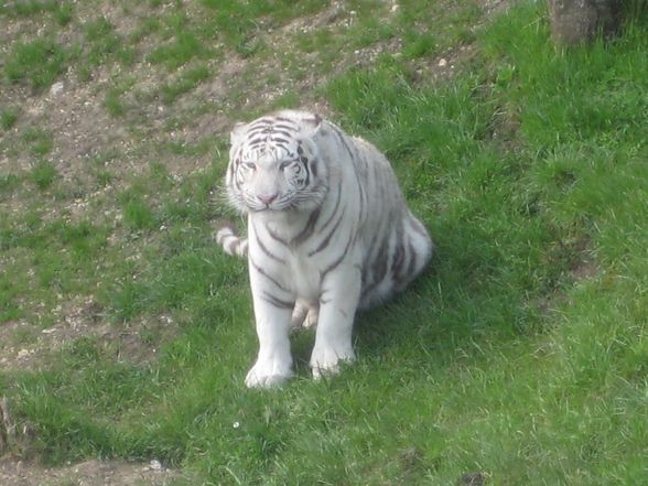 *'WeIsSeR tIgEr** - 