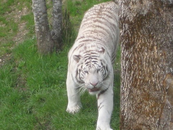 *'WeIsSeR tIgEr** - 