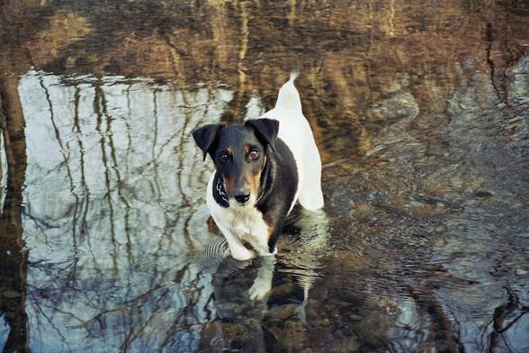 meine Pit´s und Schützlinge - 