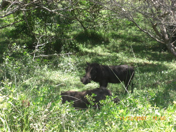 Südafrika- Botswana-Namibia - 