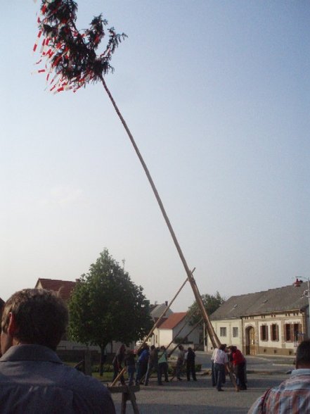 Maibaum aufstellen - 