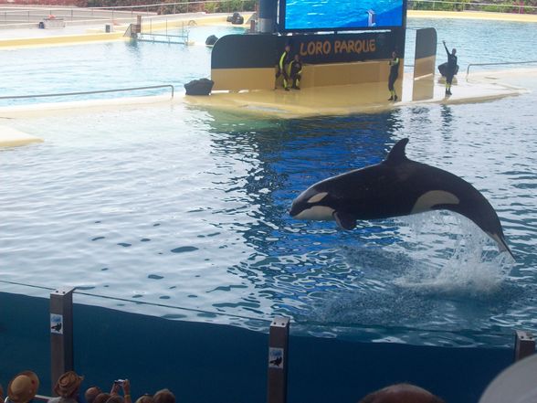 LorO ParQuE Teneriffa - 
