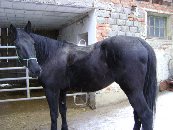 my horse - 