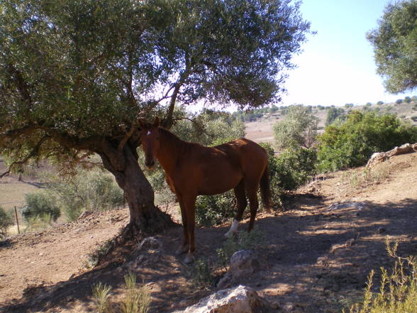 Schöne Tiere - 