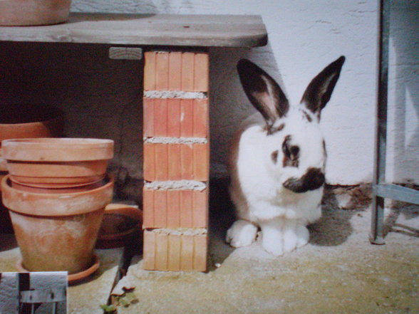 R.I.P. Hase - 