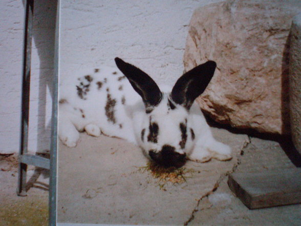 R.I.P. Hase - 