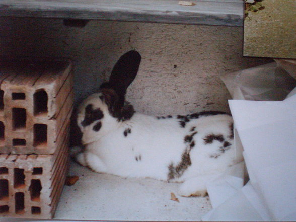 R.I.P. Hase - 