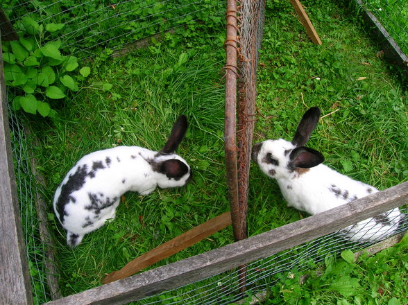 R.I.P. Hase - 