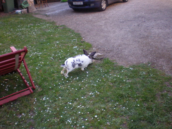 R.I.P. Hase - 