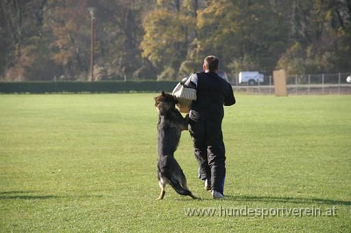 Hundesport - 