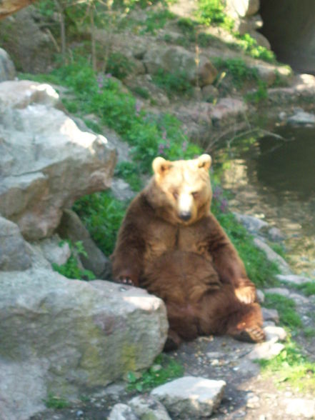 Tierpark Haag - 