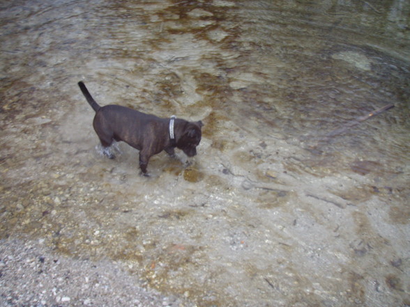 Charly III - 