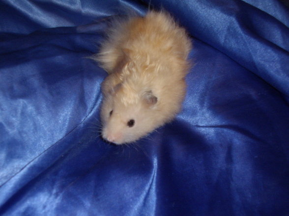 Meine Hamster - 