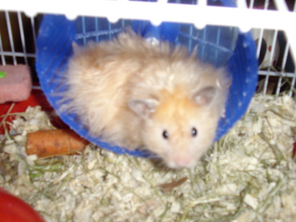 Meine Hamster - 