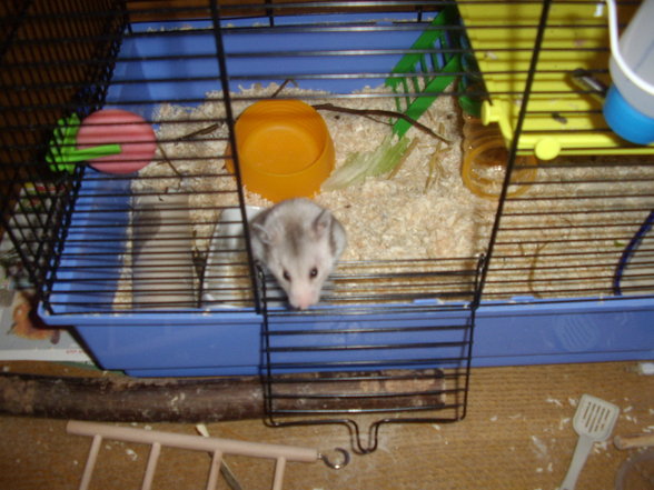 Meine Hamster - 