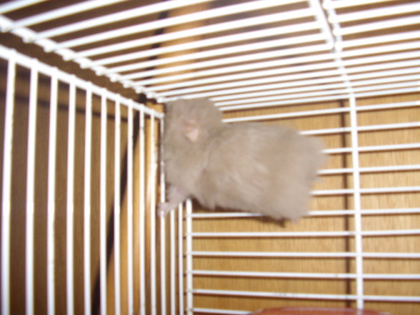 Meine Hamster - 