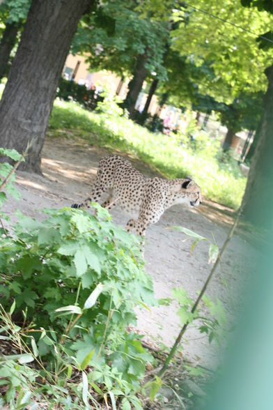 Tiergarten Schönbrunn - 