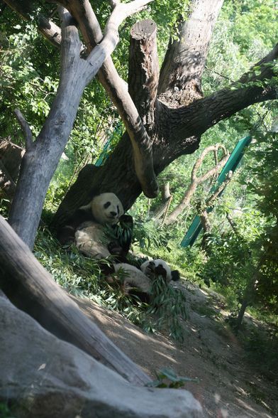 Tiergarten Schönbrunn - 