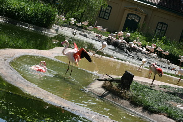 Tiergarten Schönbrunn - 