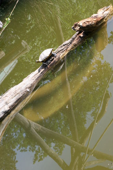 Tiergarten Schönbrunn - 