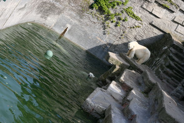 Tiergarten Schönbrunn - 